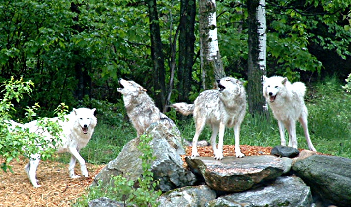 wolves 1083810_92928916crop