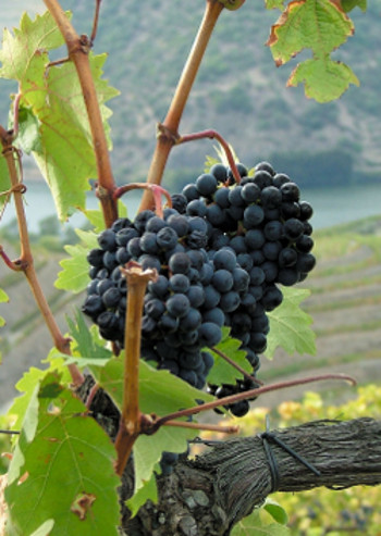 grape-wine-3-1569996copy
