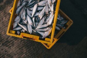 Feeding of the 5,000