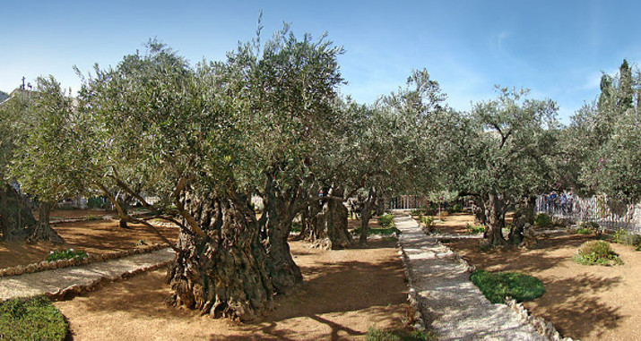 1024px-Jerusalem_Gethsemane_tango7174crop