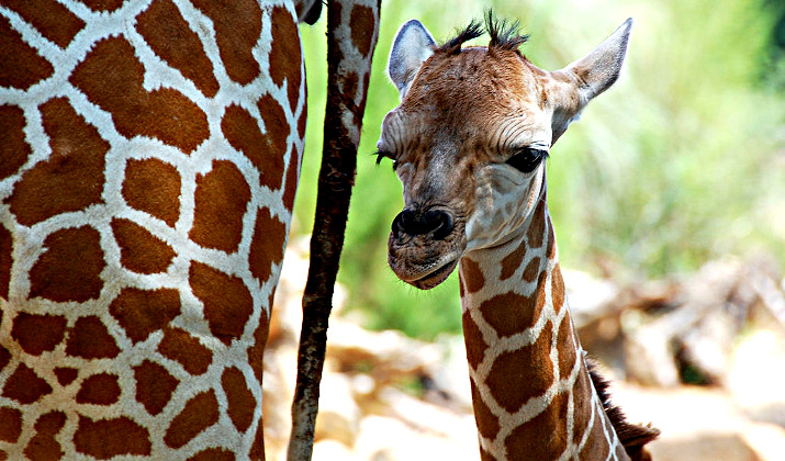 1024px-One_day_old_giraffe_with_mother_-Birmingham_Zoocrop