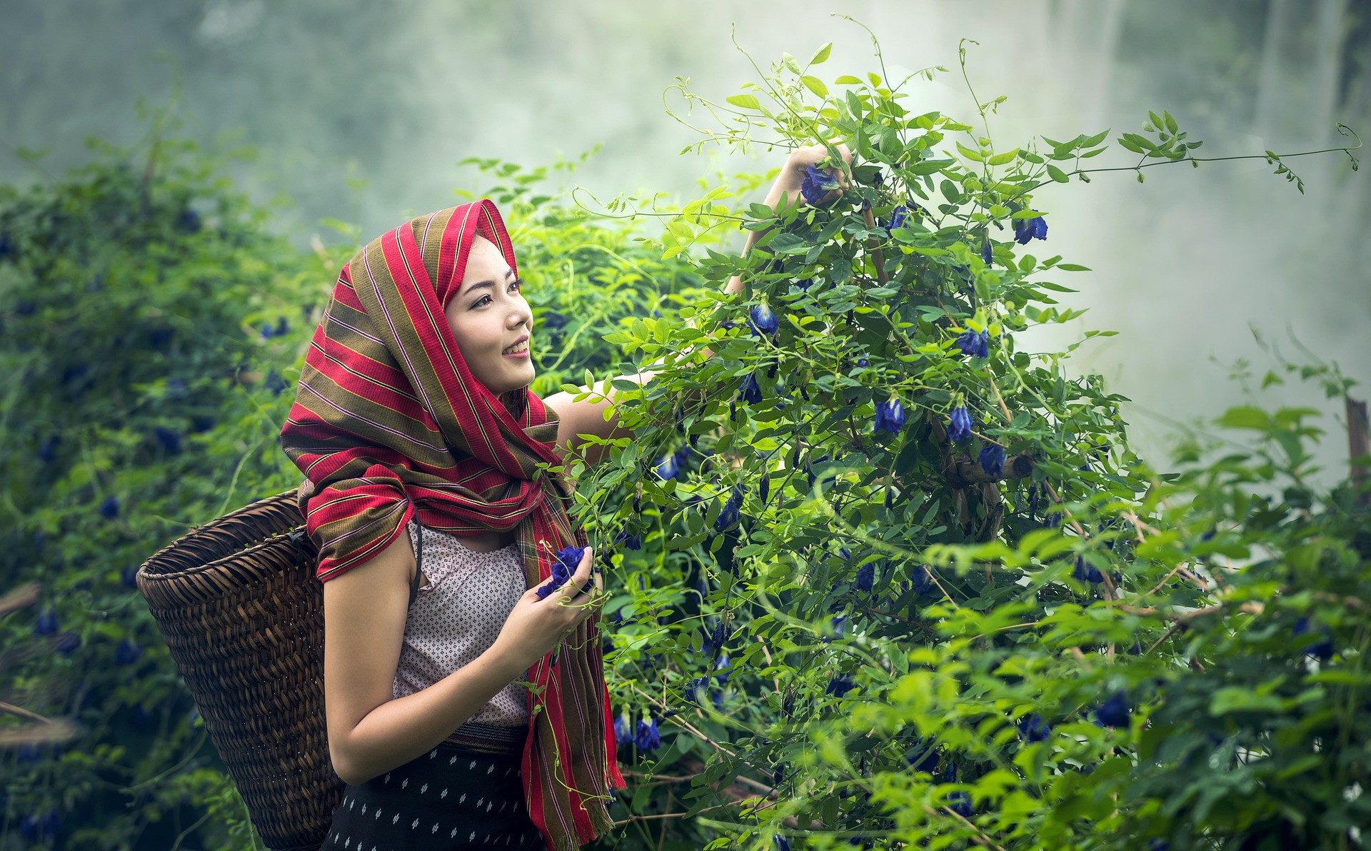 tea picker
