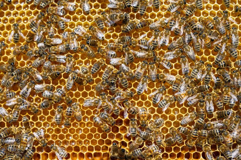 Bees & The Aroma of Christ