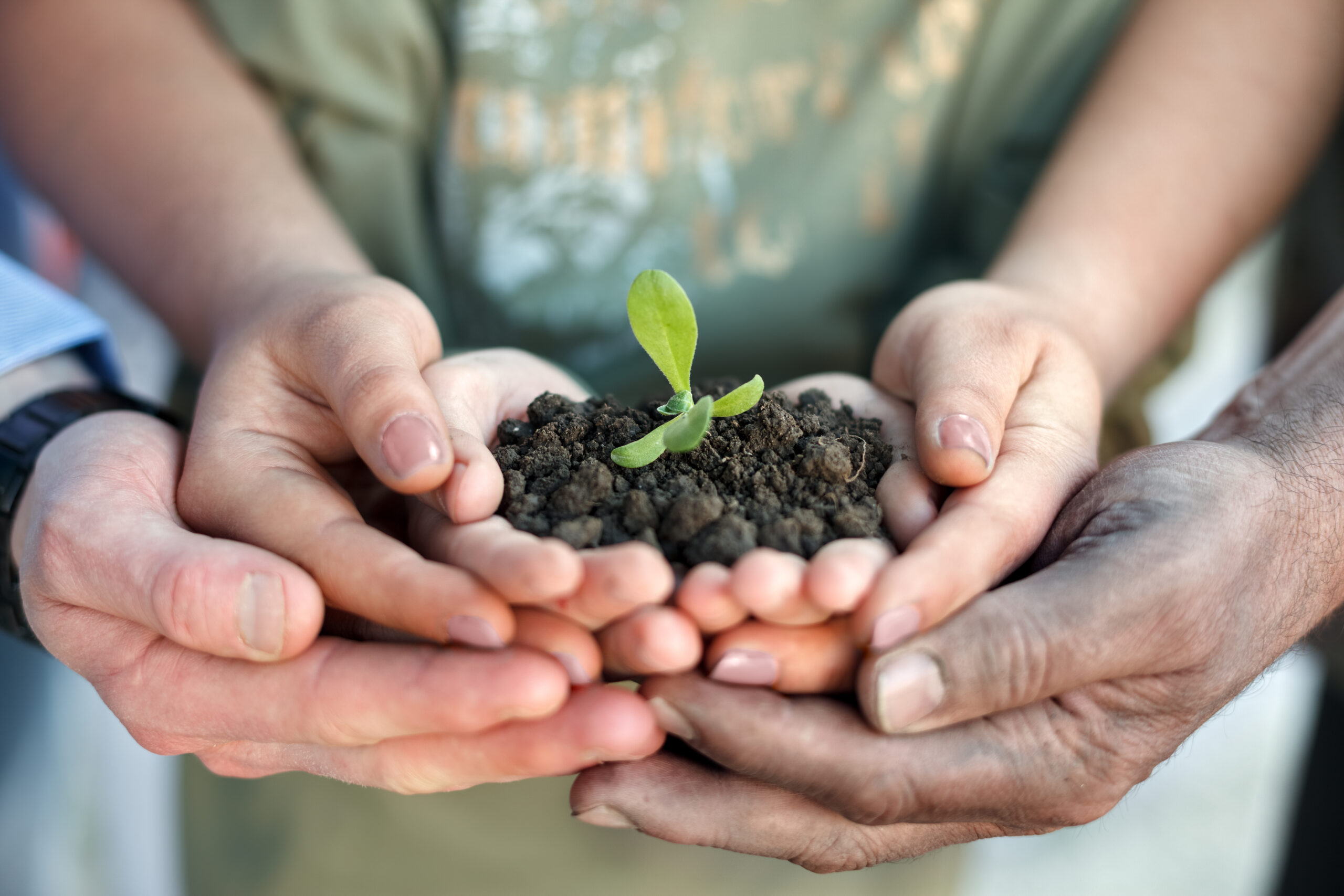 Conceptual closeup environment photo of hands holding a young plant