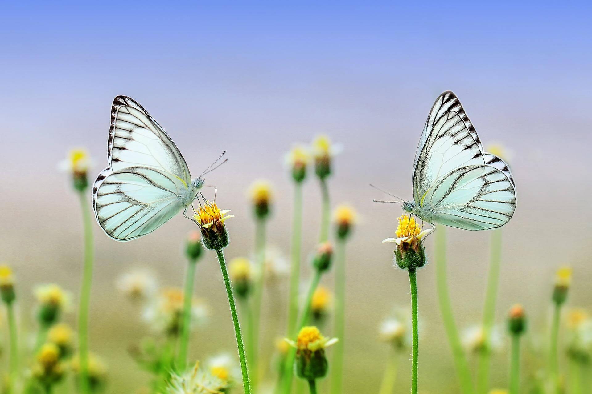 nature