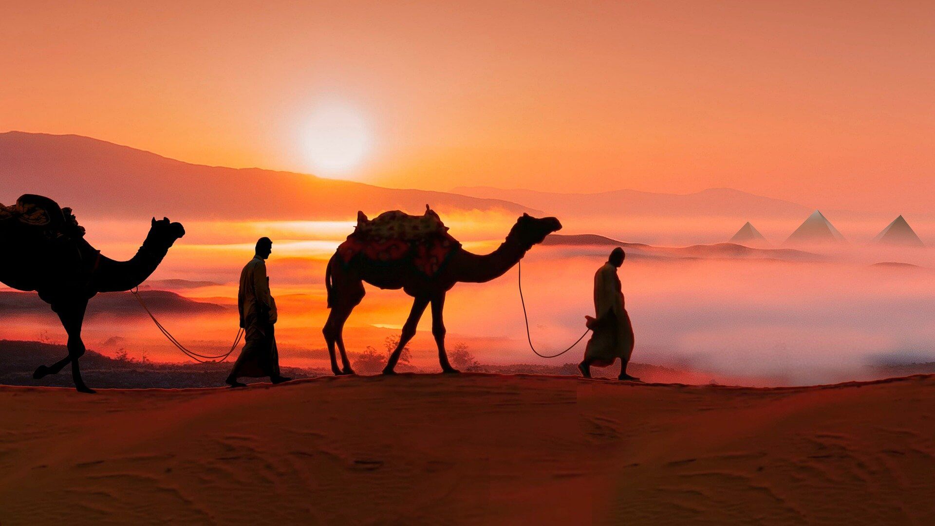 Camels from Egypt