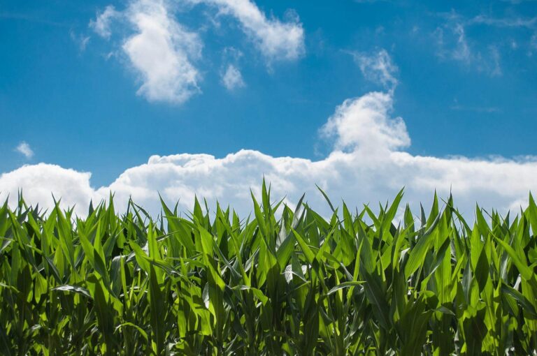 God’s Provision – Sow to Grow Part Four