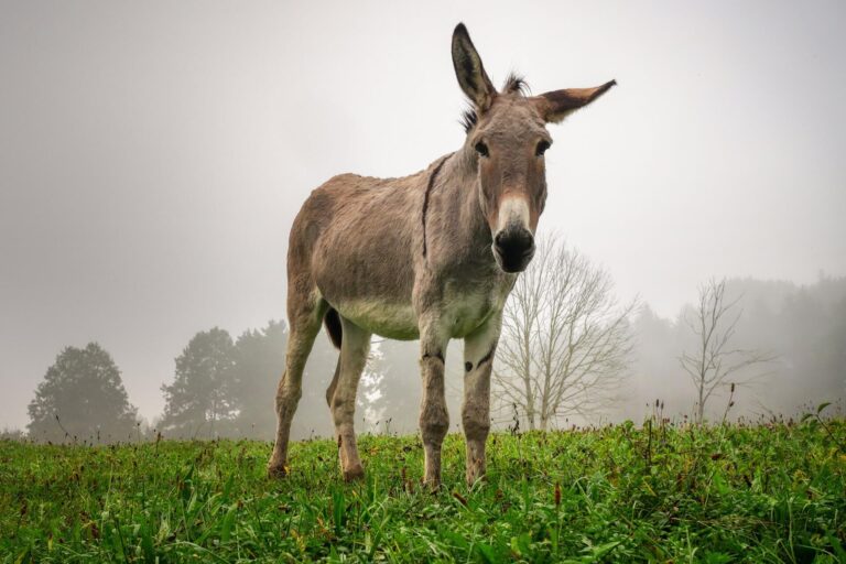Hosanna! – What Did The First Palm Sunday Look Like?