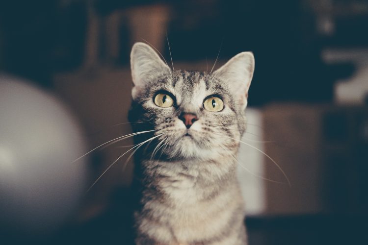 Are There Animals In Heaven? – The Story Of Old Tom The Cat