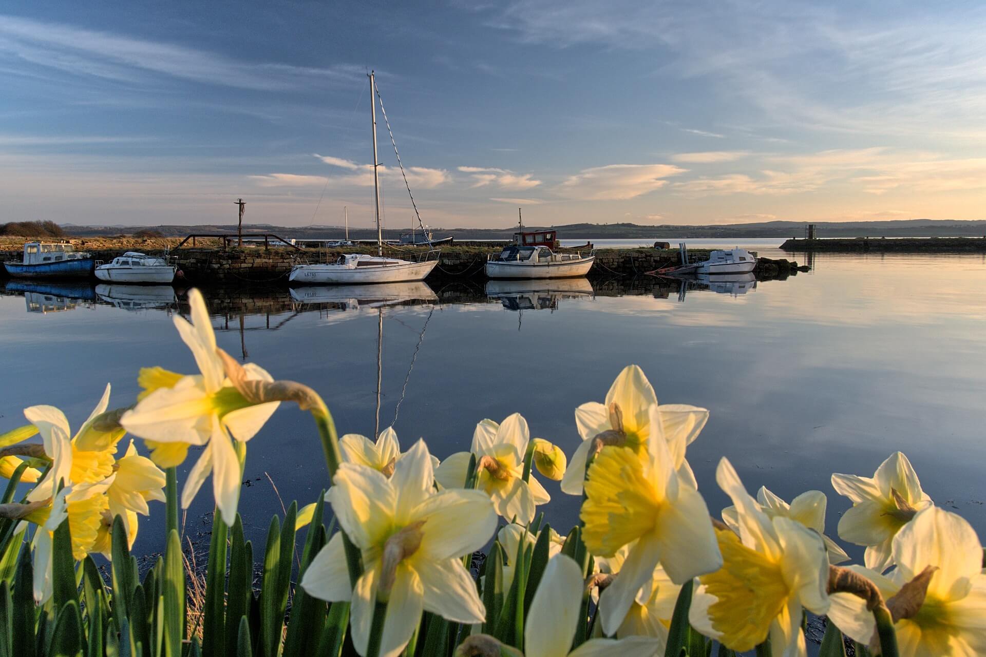 Daffodils