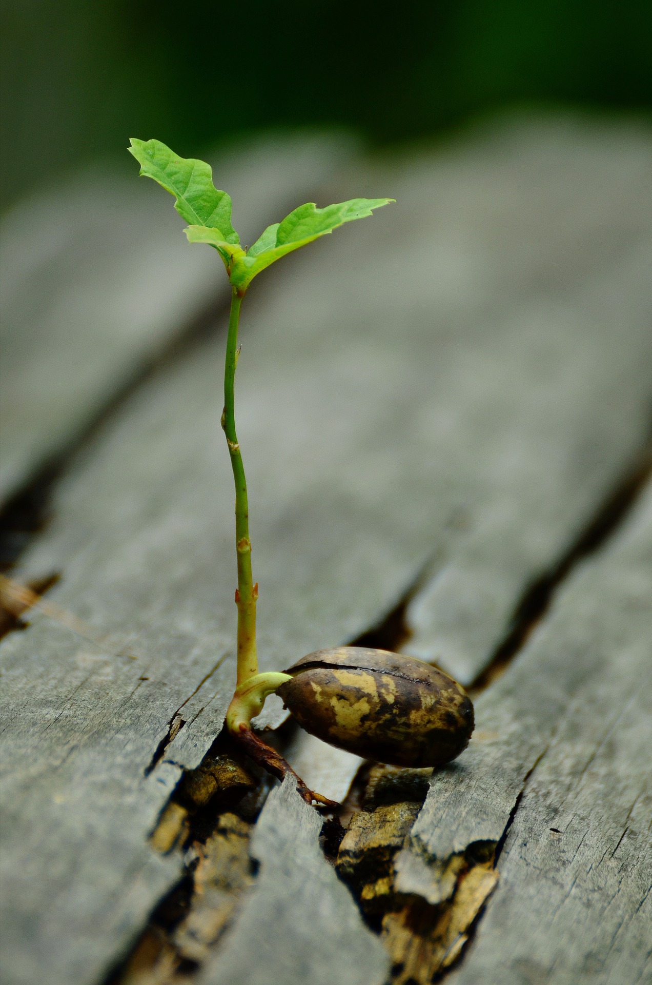 grow in grace
