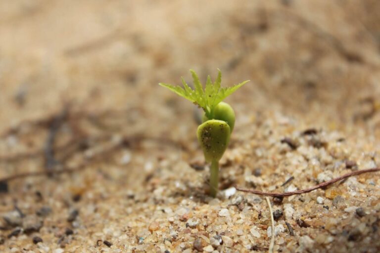 What’s Your Spiritual Heart Condition? – Seed on the Wayside
