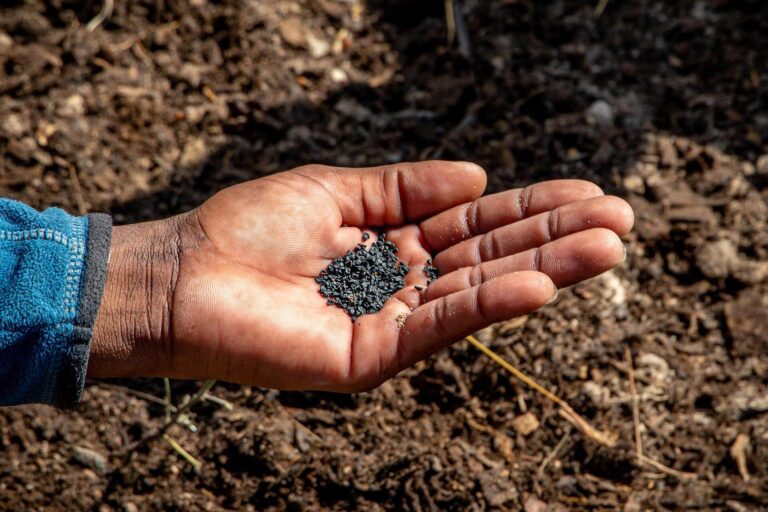 Parable of the Sower: There Went Out a Sower to Sow – Sow to Grow Part Five