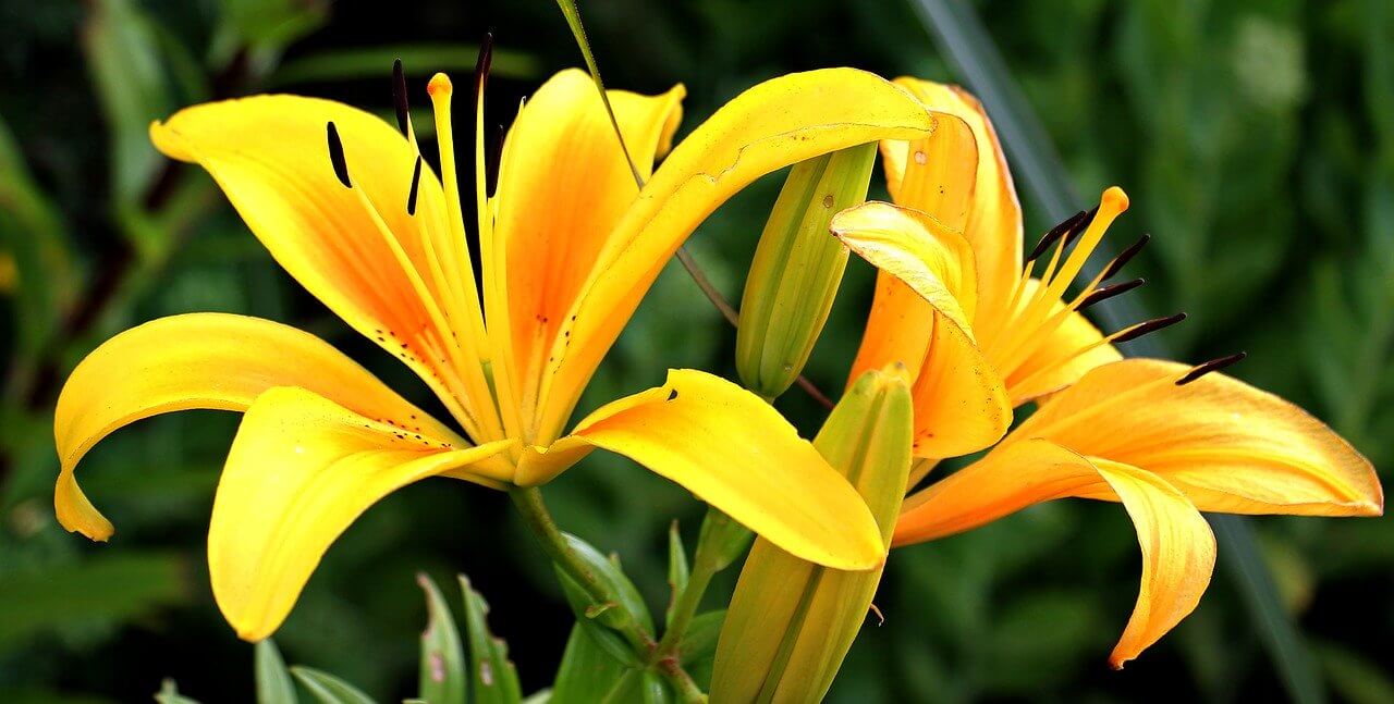 flowers of summer