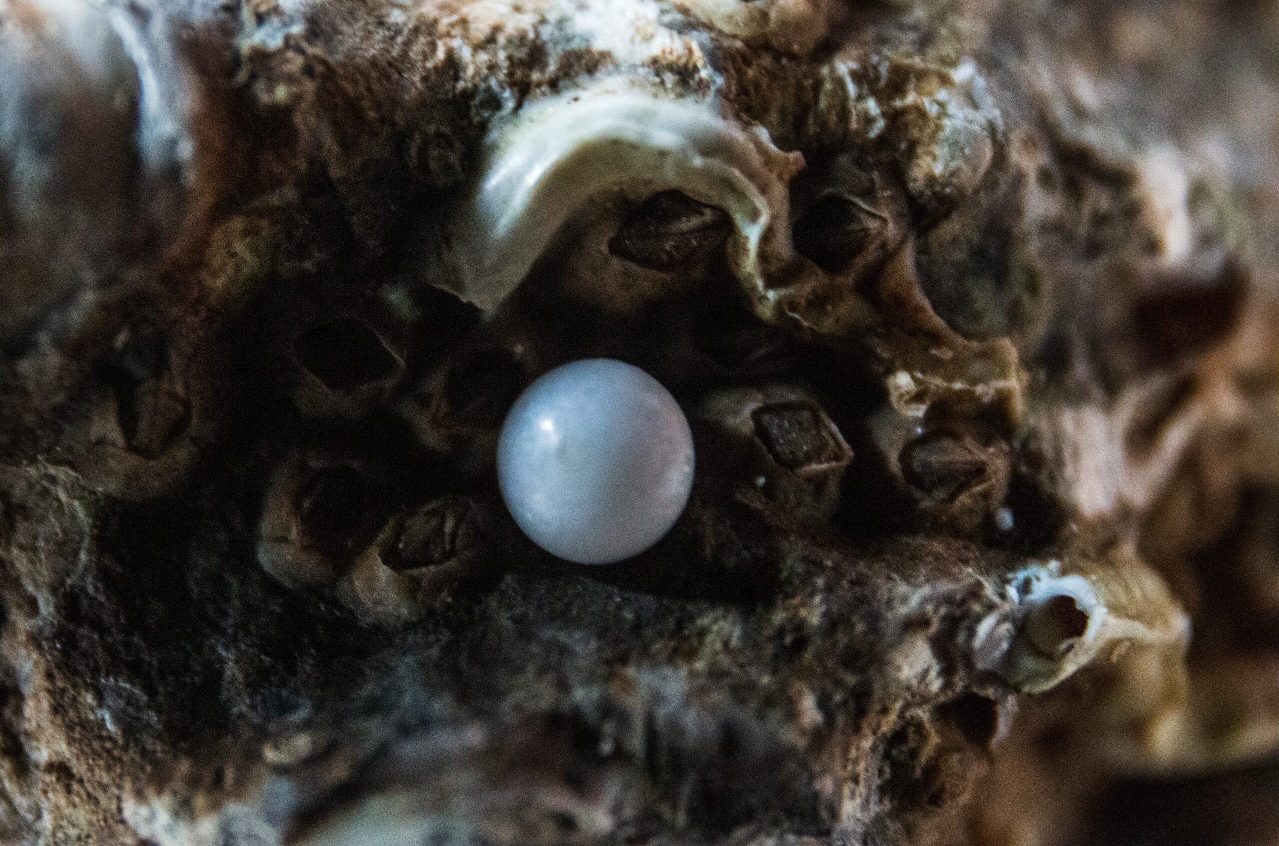 Single Pearl