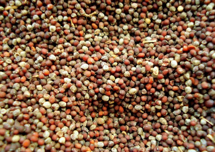 mustard seed