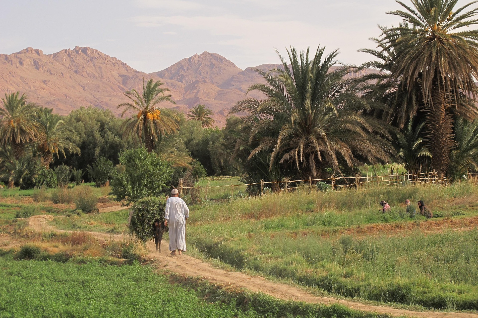 oasis