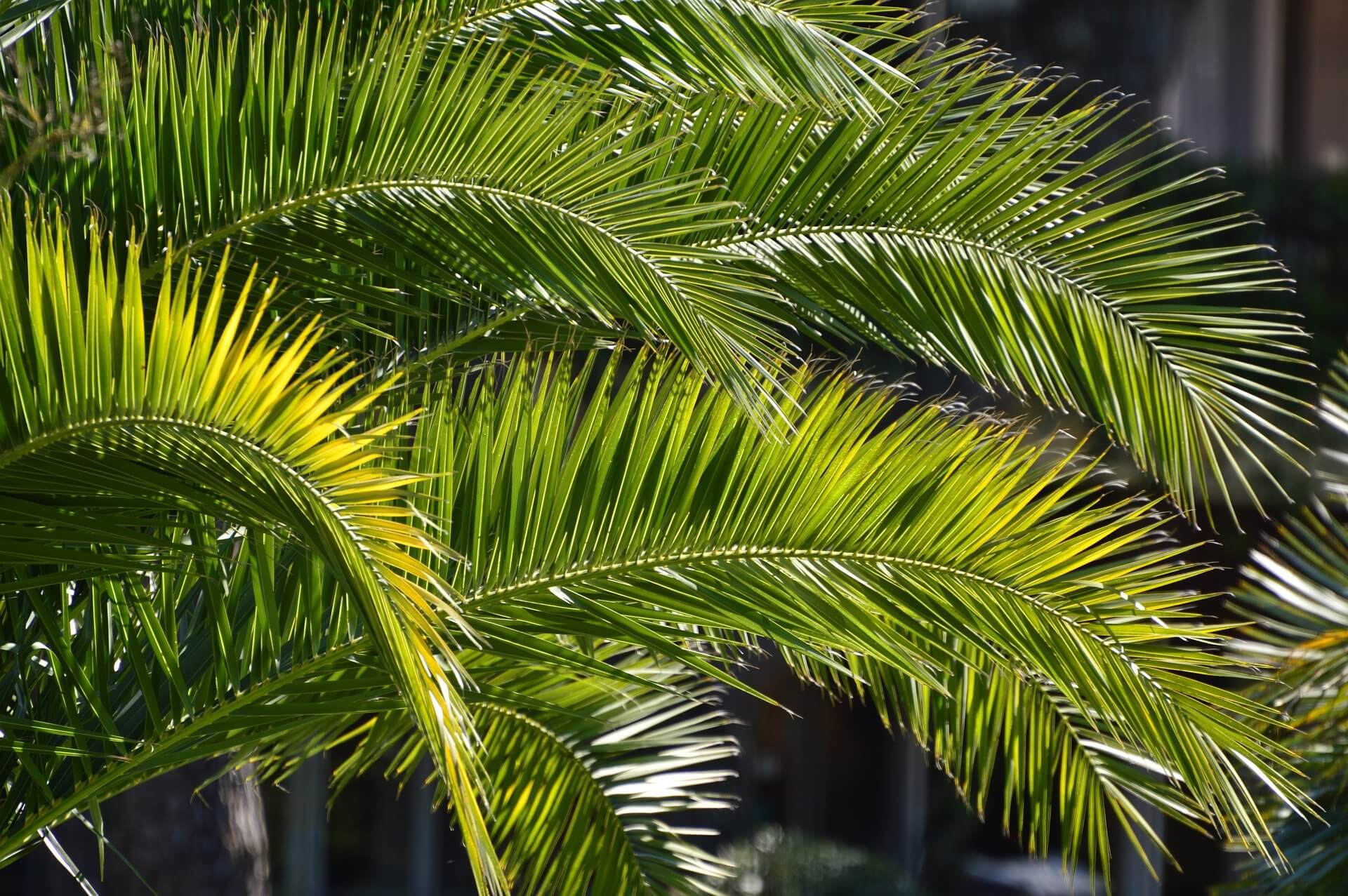 Palm Sunday