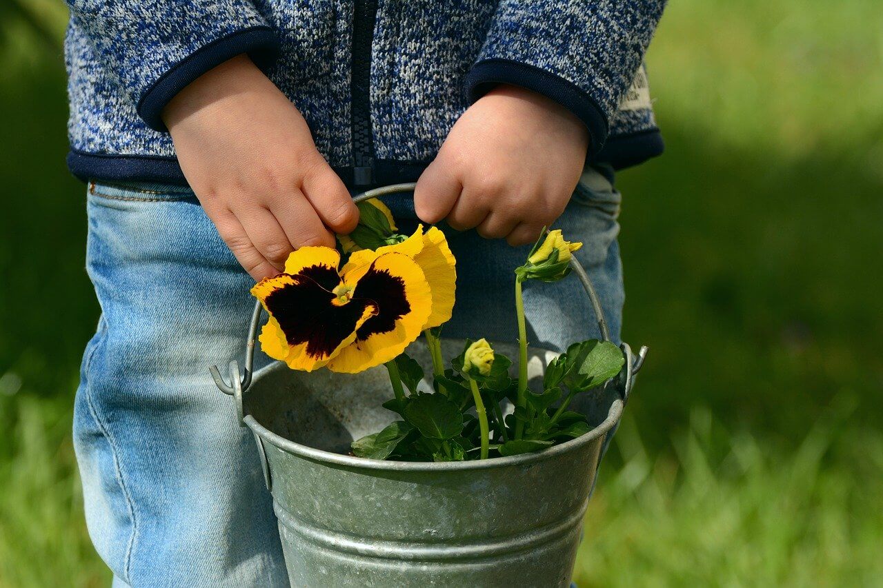 flowers of summer