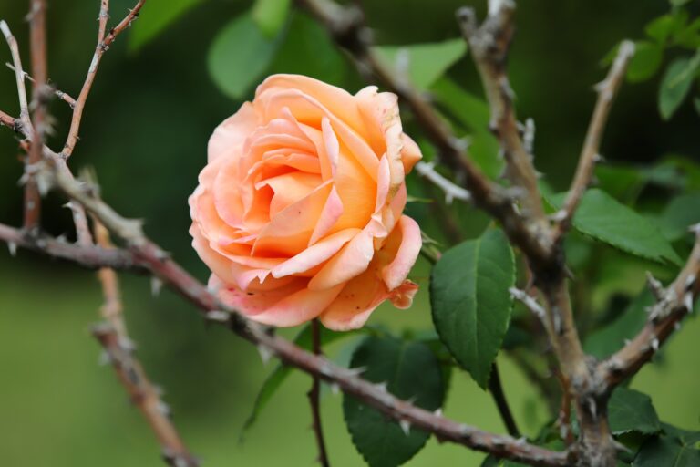 Thankful Thorns