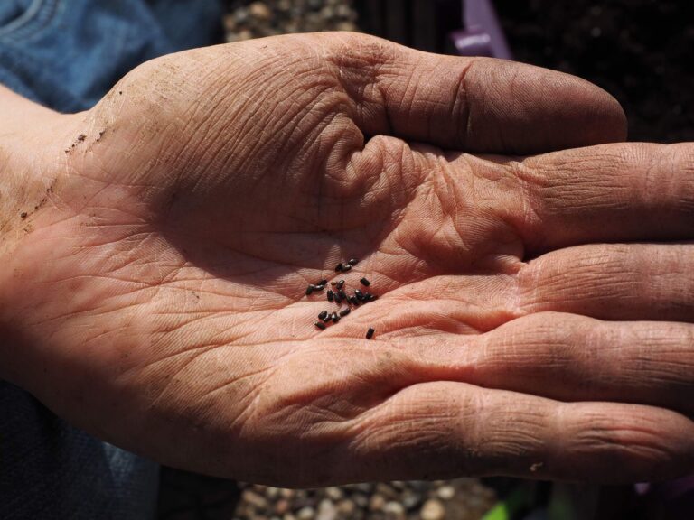 Spiritual Growth and The Parable of The Sower