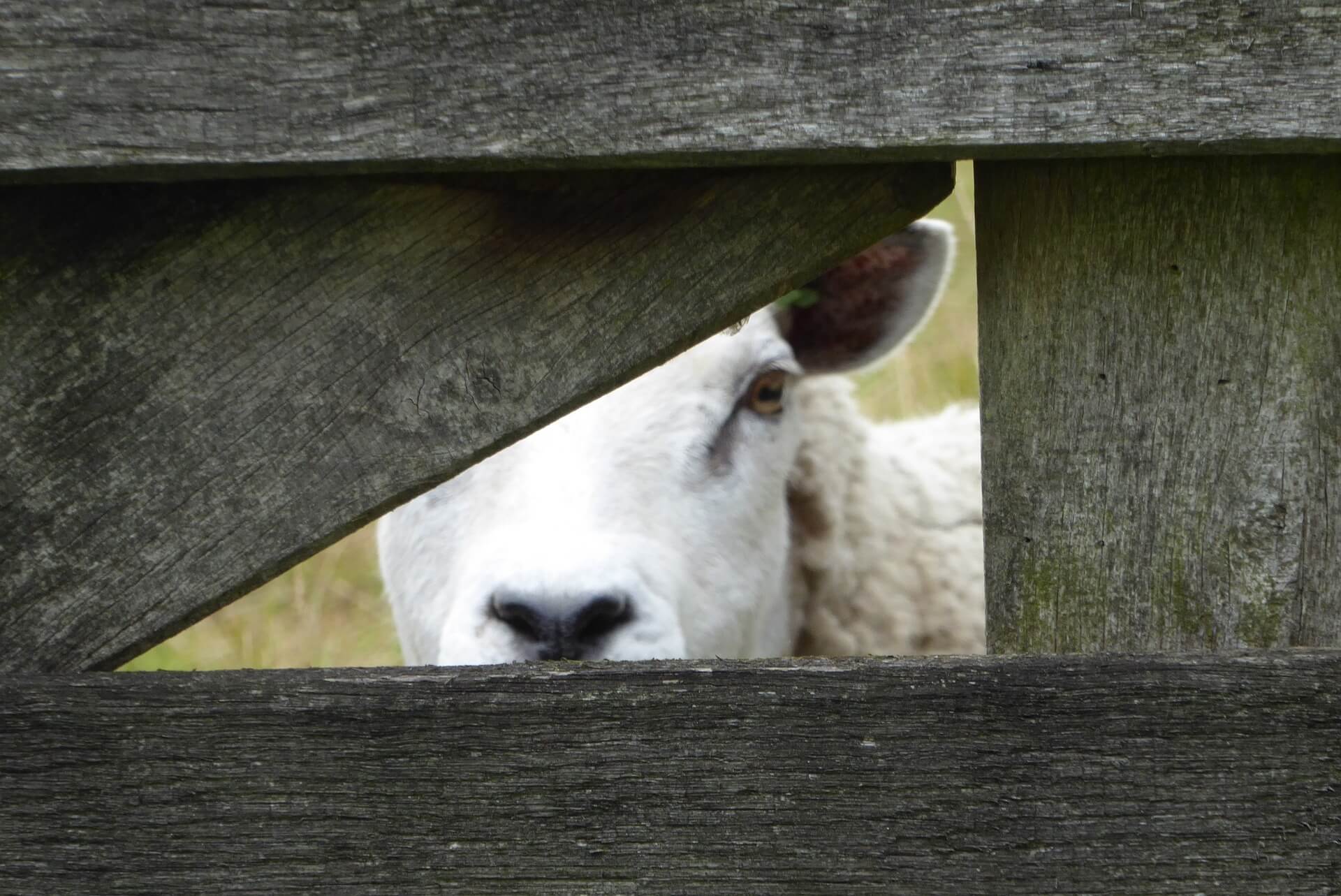 Lost sheep