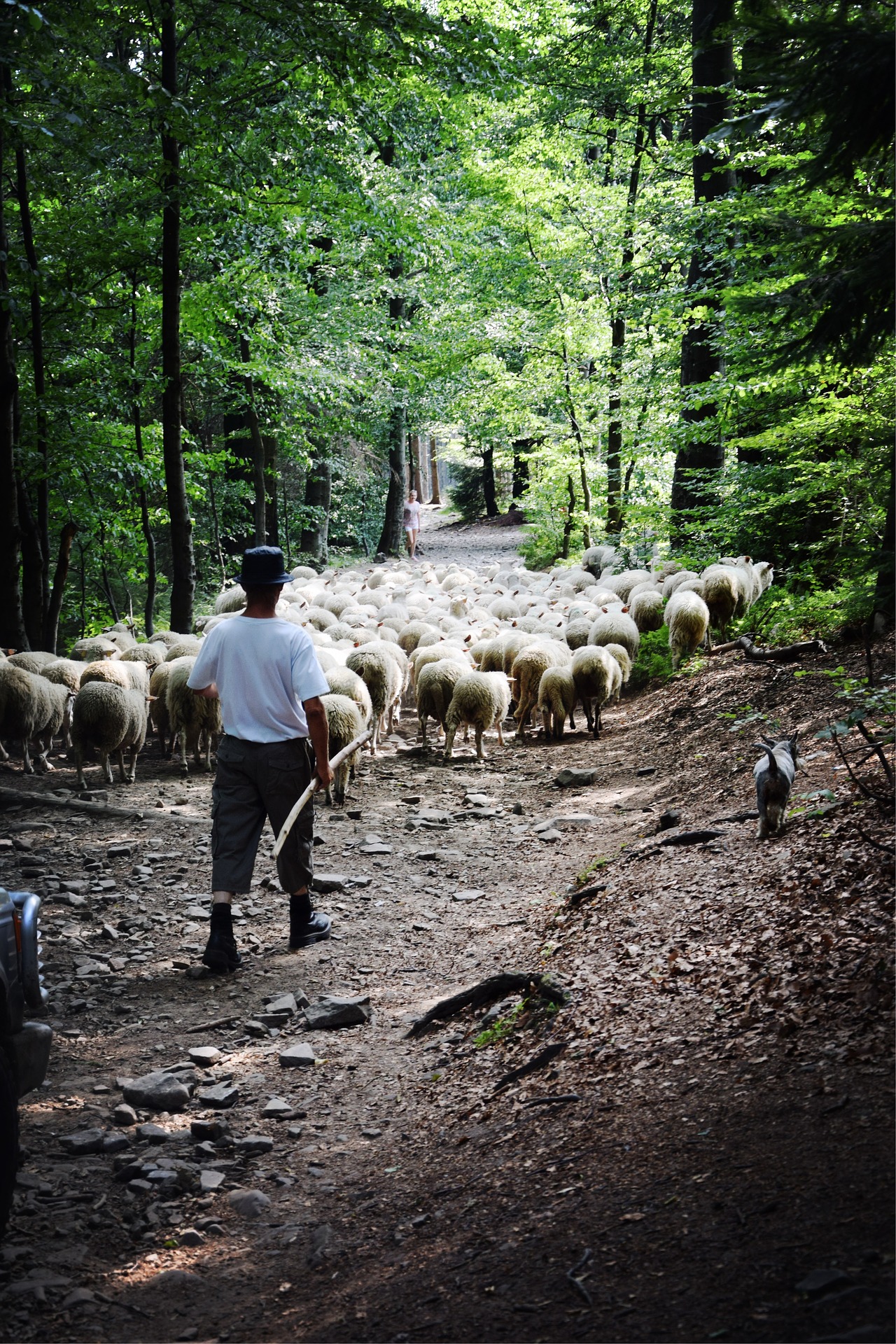 The Good Shepherd