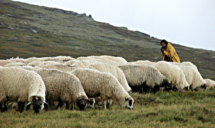 good shepherd