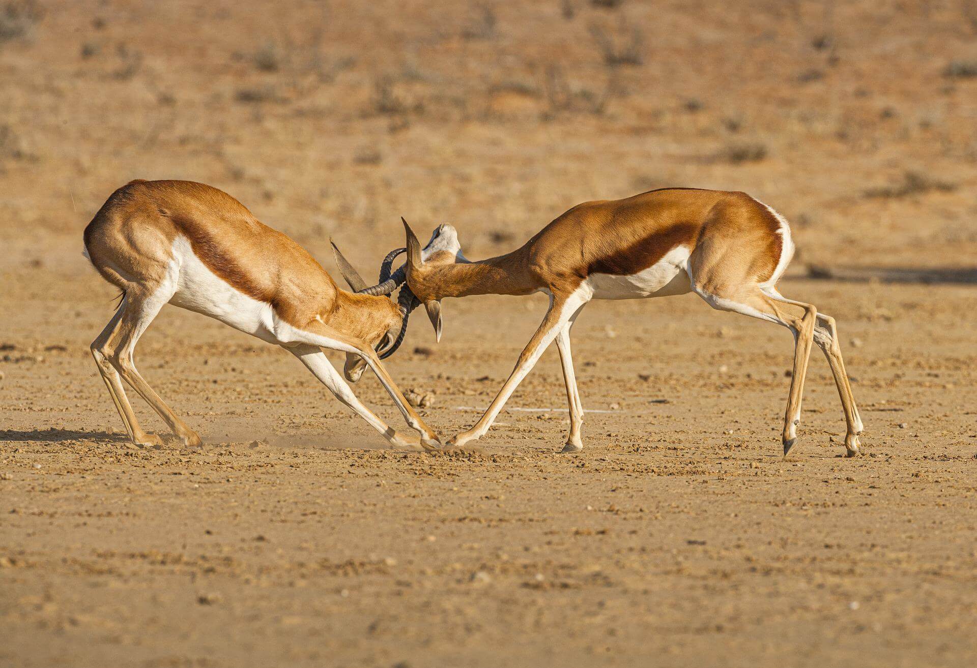 Conflict