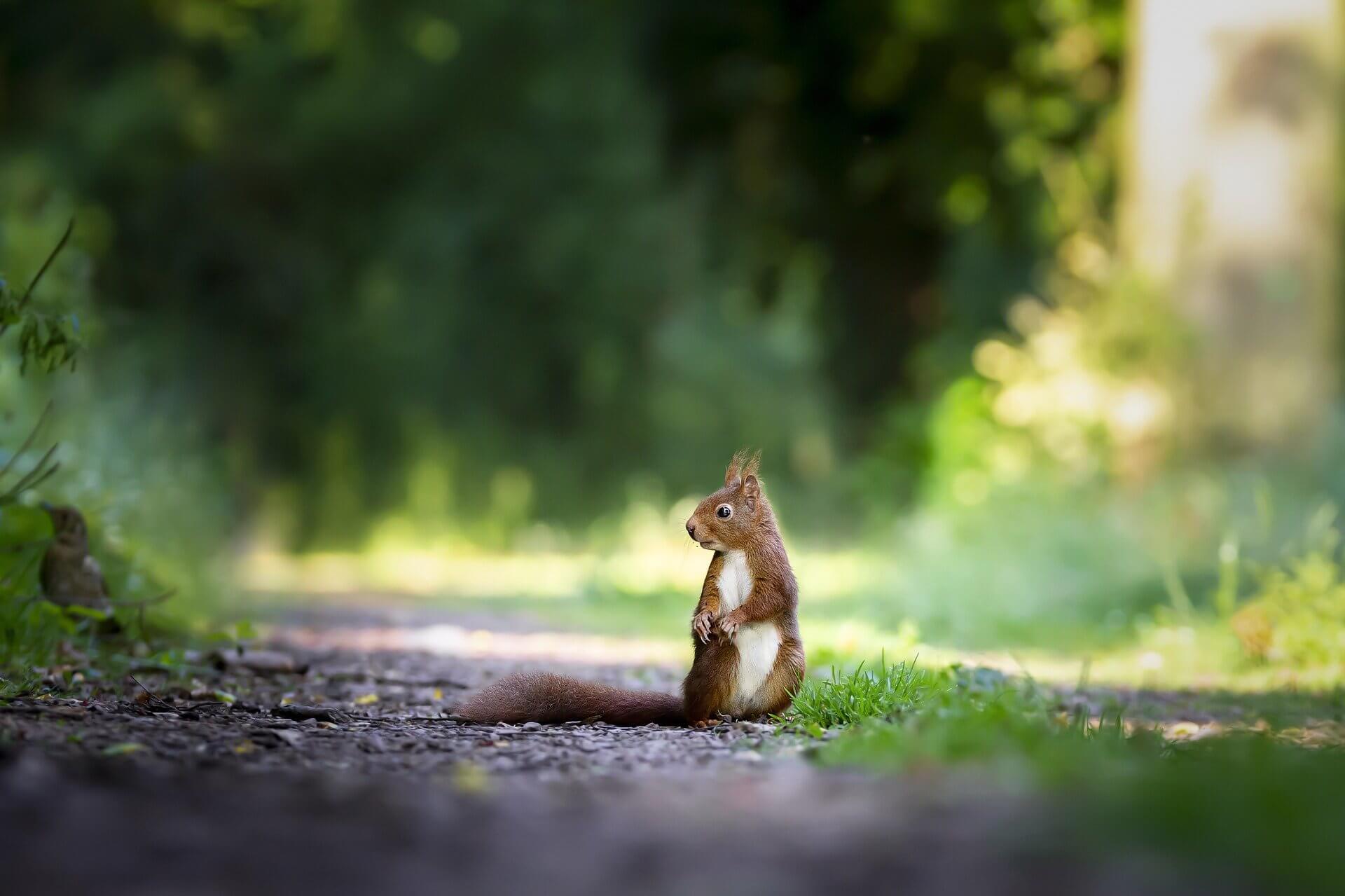 squirrels