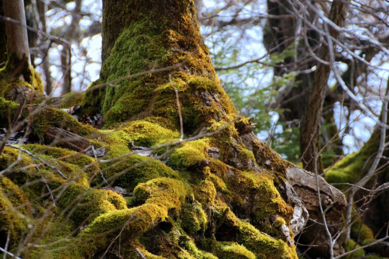 Be Joyful. Be Rooted. Be Watchful Part-9; Philippians 3:1-3.