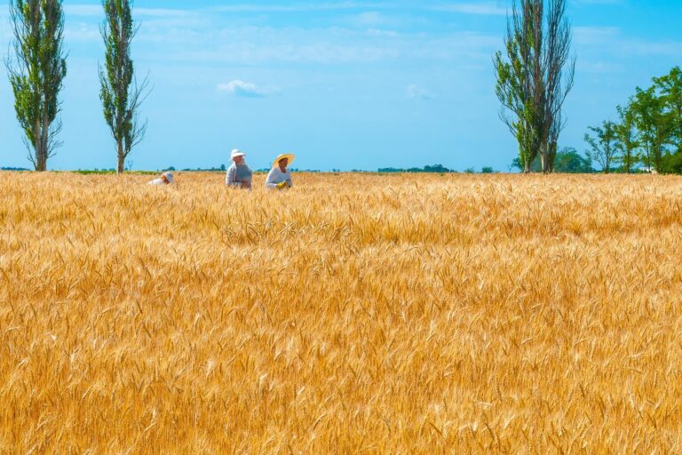 Authenticity in Faith – The Parable of the Wheat and the Tares