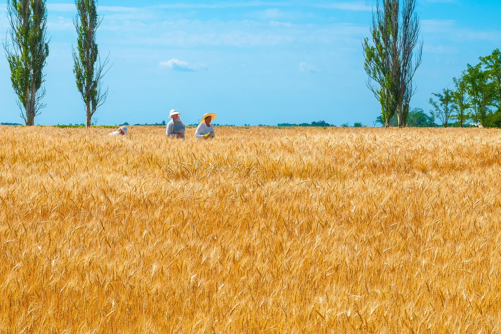 wheat field