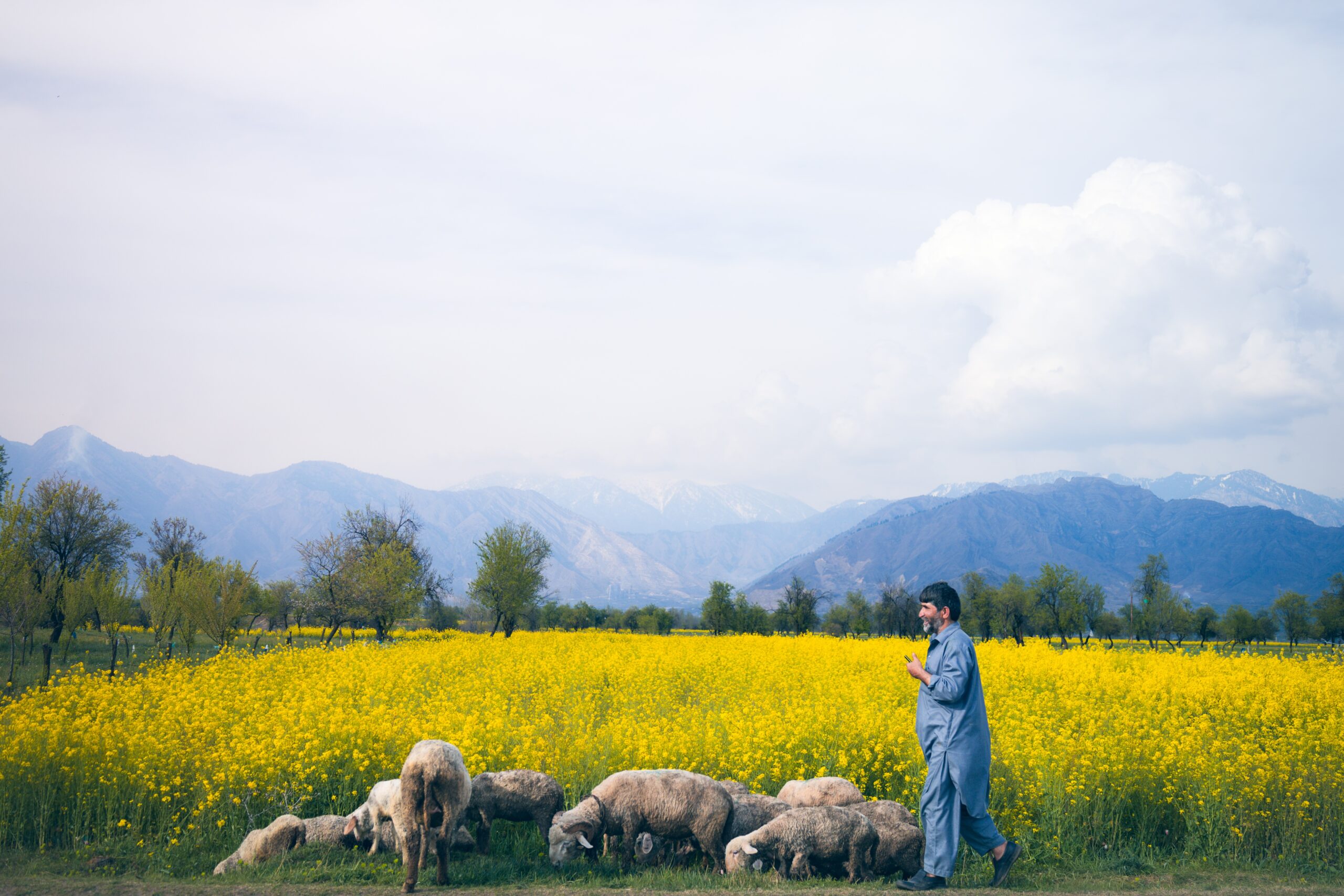 shepherd