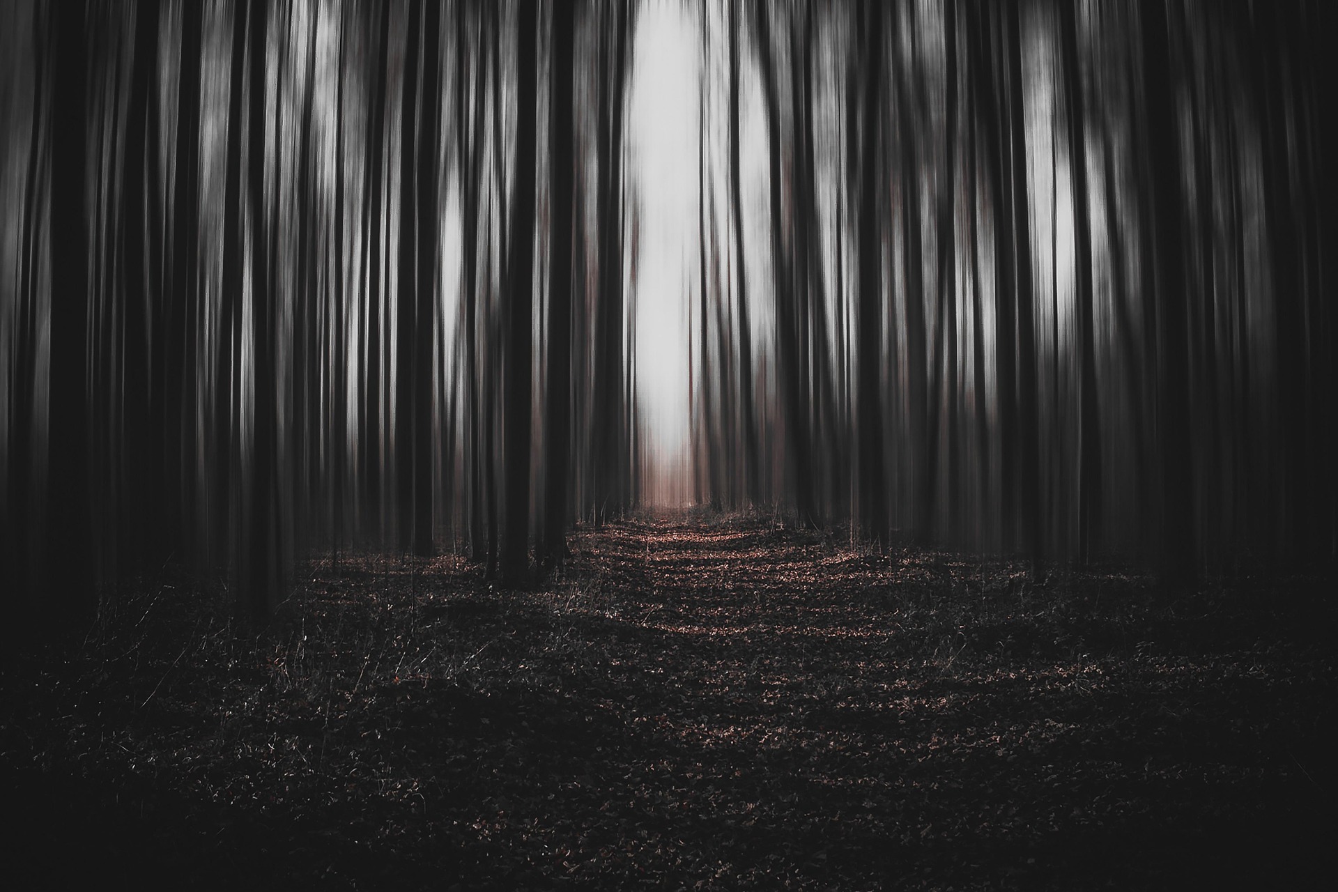 eerie forest