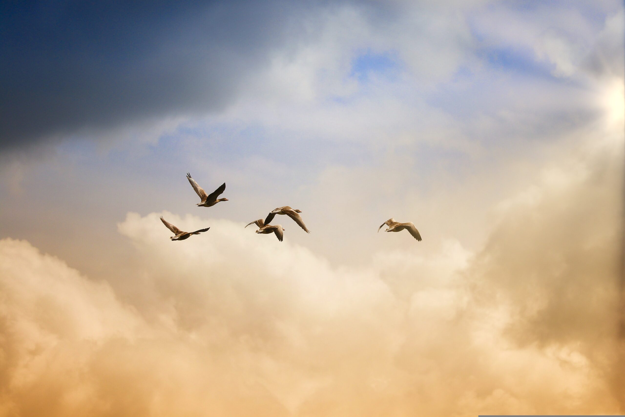 birds flying