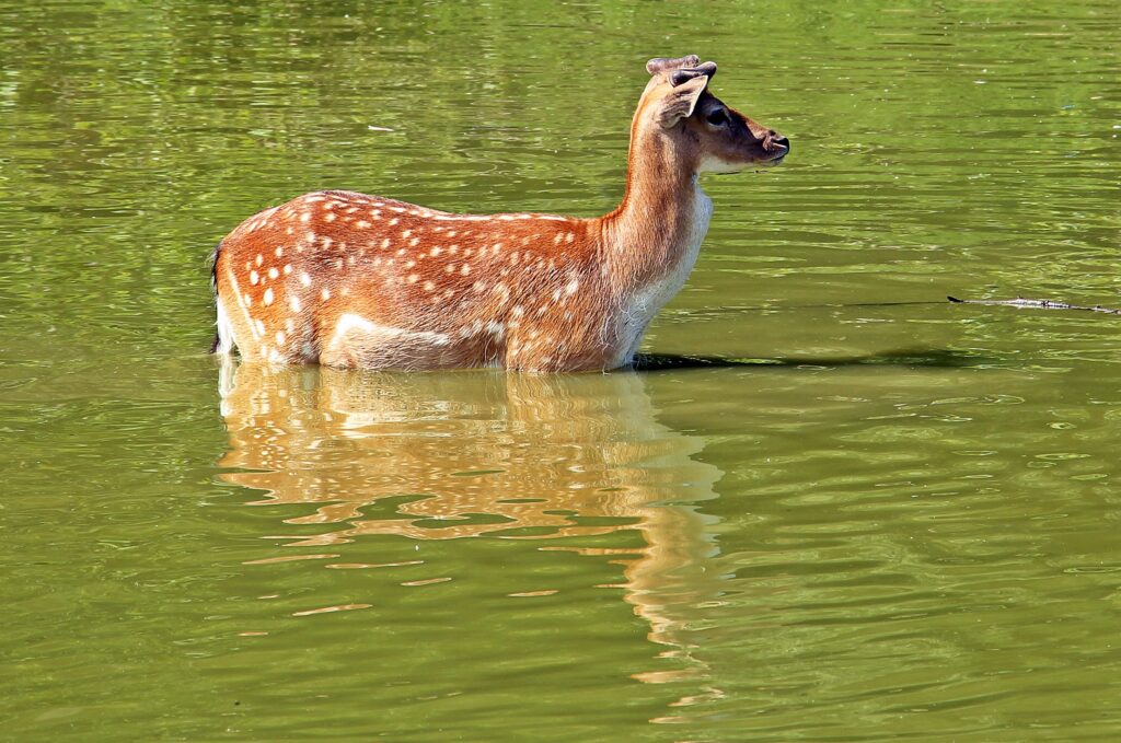 deer